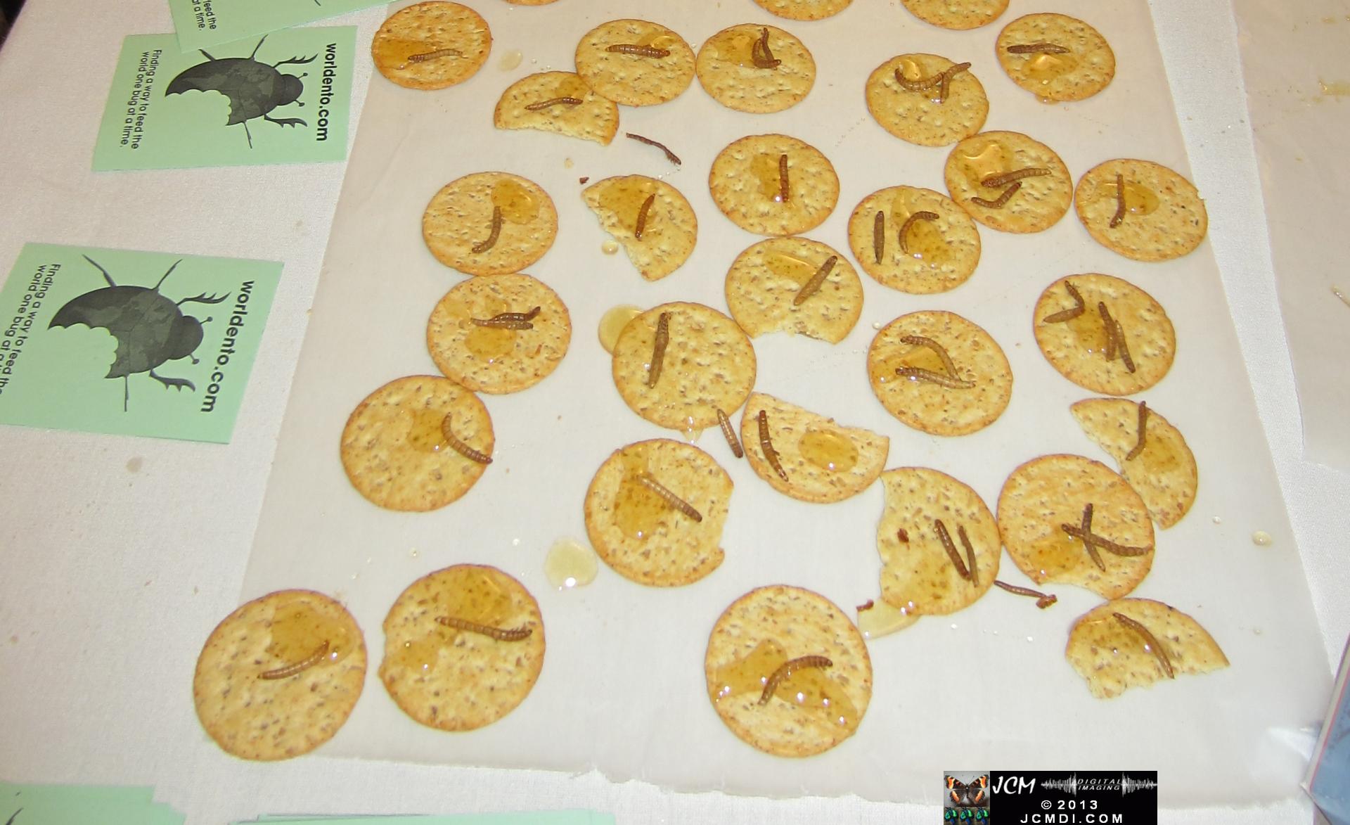 LANHM Bug Fair 2013 bugs on a cracker